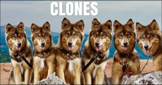 ANIMAL CLONING STORAGE